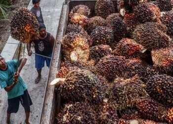 Pemerintah Dorong Indonesia Jadi Acuan Harga CPO Global