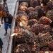 Pemerintah Dorong Indonesia Jadi Acuan Harga CPO Global